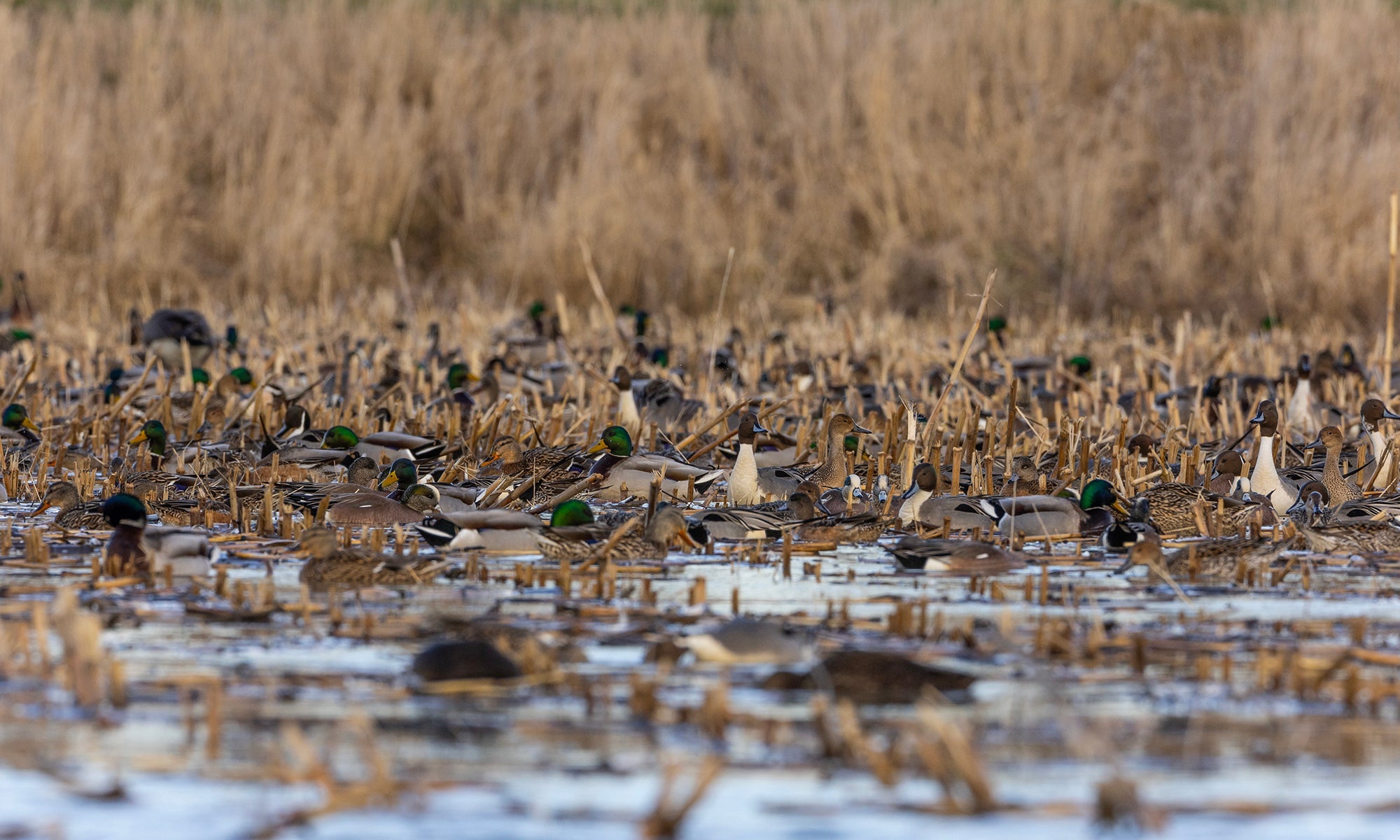 United Duck Calls